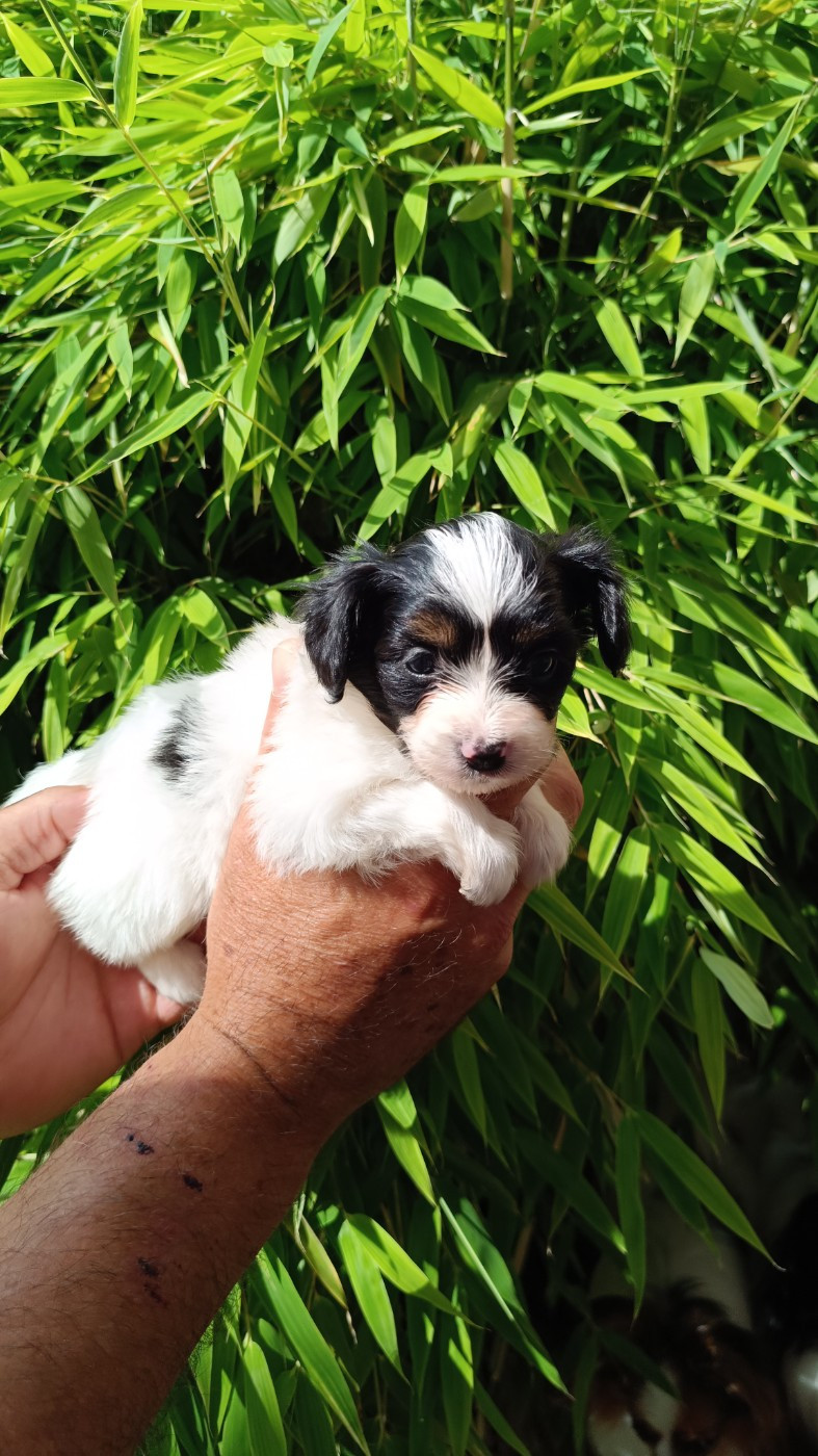 CHIOT 4