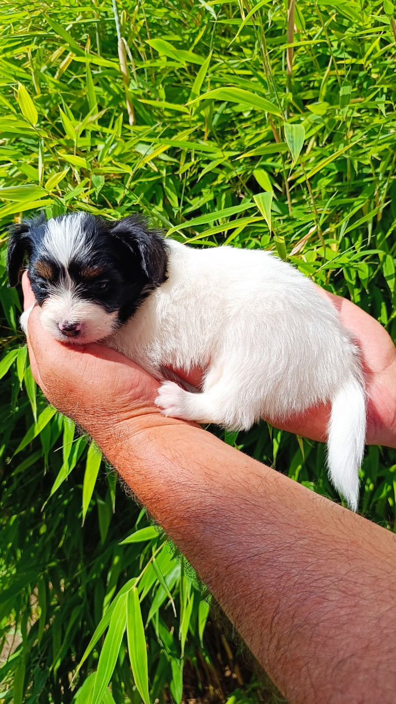 CHIOT 4