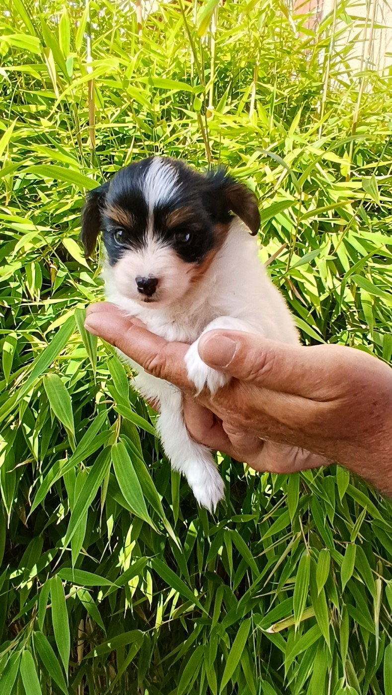 CHIOT 1