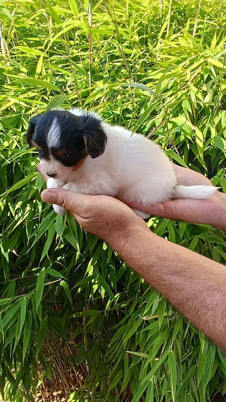 CHIOT 1