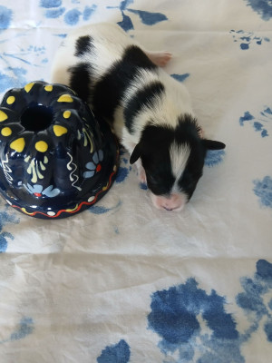 Les chiots de Epagneul nain Continental (Papillon)