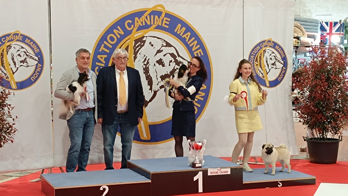 casa madico's Xtravaganza - CACS, BOB et 2 ème du groupe 9 sur le Ring d'honneur