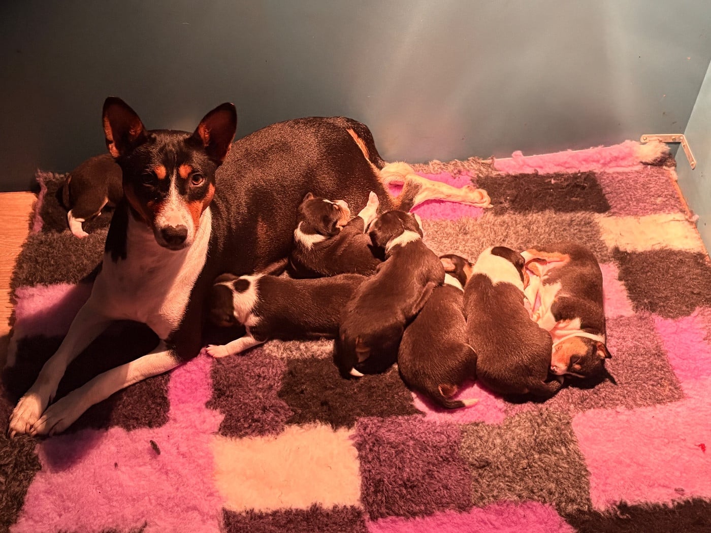 Basenji - Du Domaine D’Emavina