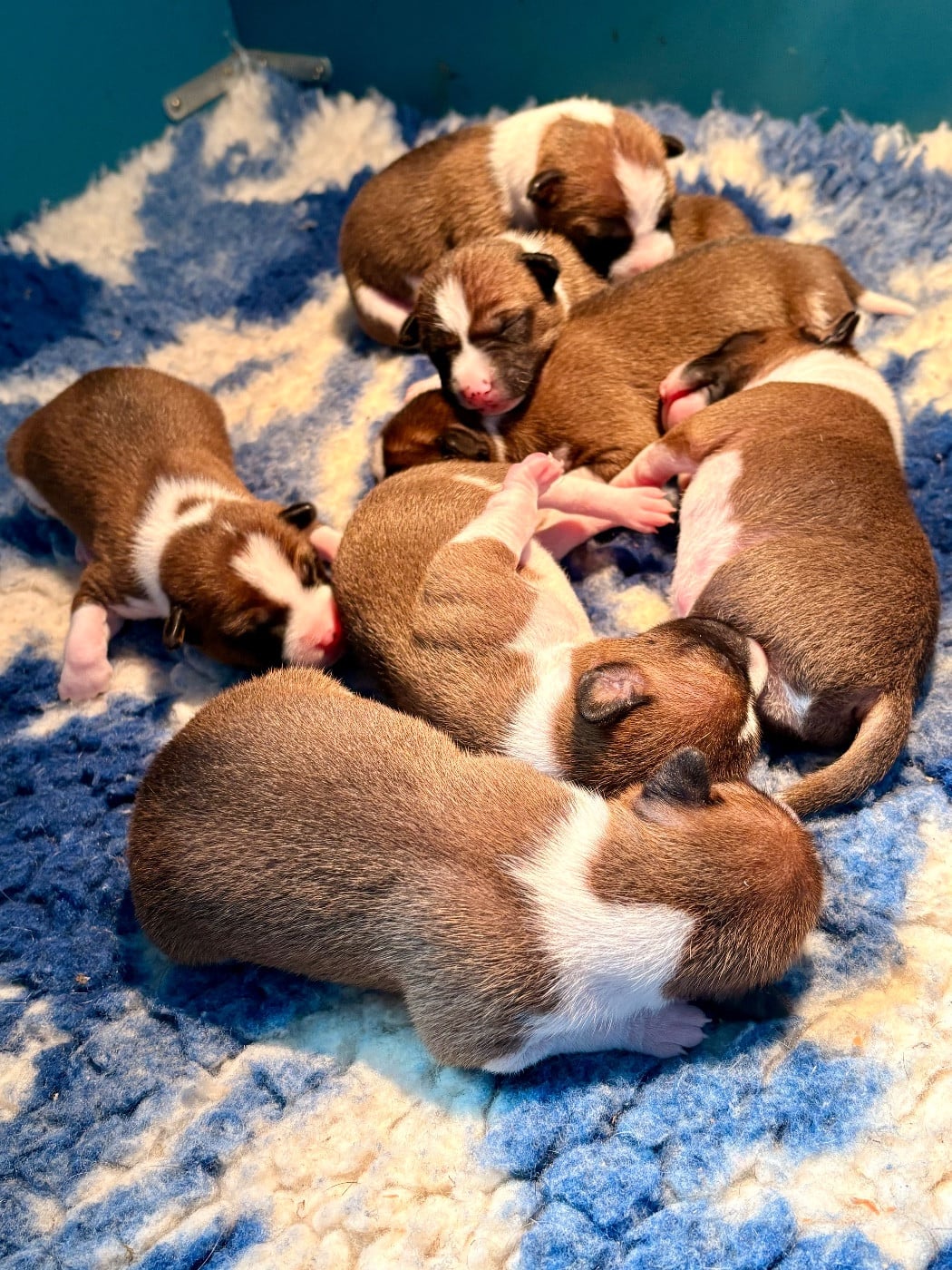 Basenji - Du Domaine D’Emavina