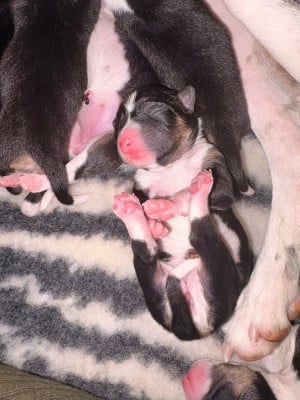 Les chiots de Basenji