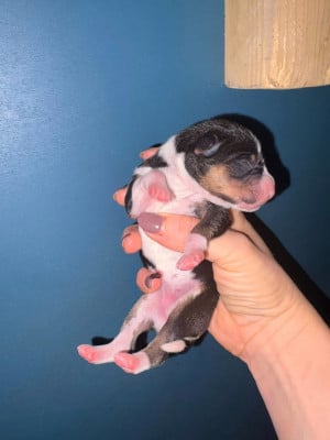 Les chiots de Basenji