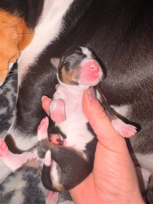 Les chiots de Basenji
