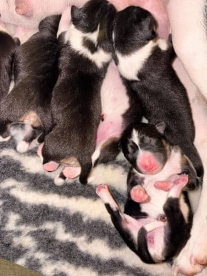 Les chiots de Basenji