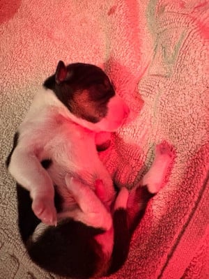 Les chiots de Basenji