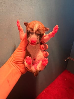 Les chiots de Basenji