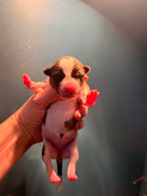 Les chiots de Basenji