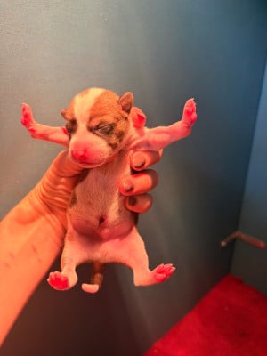 Les chiots de Basenji