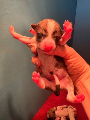Les chiots de Basenji
