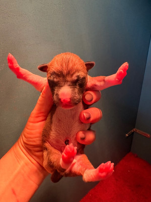 Les chiots de Basenji