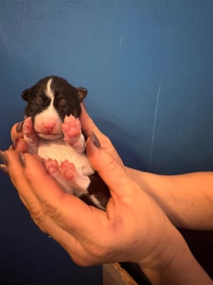Les chiots de Basenji