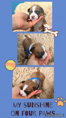 Les chiots de Basenji