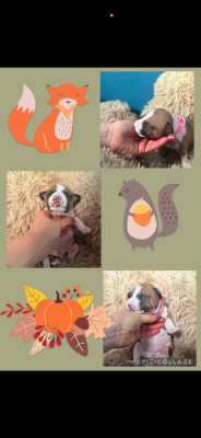 Les chiots de Basenji