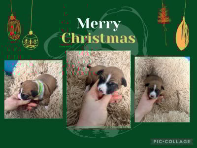 Les chiots de Basenji