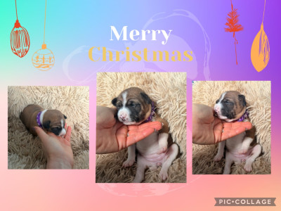 Les chiots de Basenji