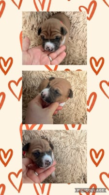 Les chiots de Basenji