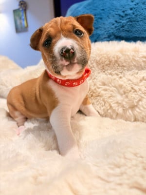 Les chiots de Basenji