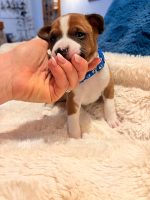 Les chiots de Basenji