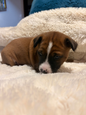 Les chiots de Basenji