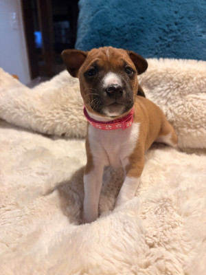 Les chiots de Basenji