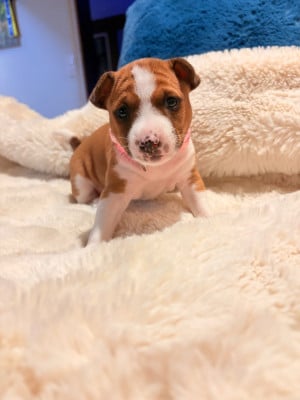 Les chiots de Basenji