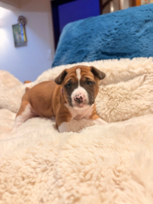 Les chiots de Basenji