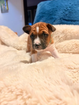 Les chiots de Basenji