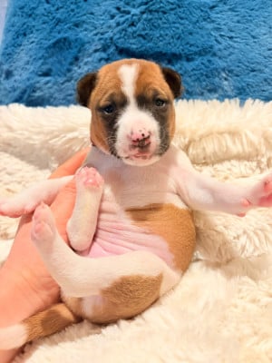 Les chiots de Basenji