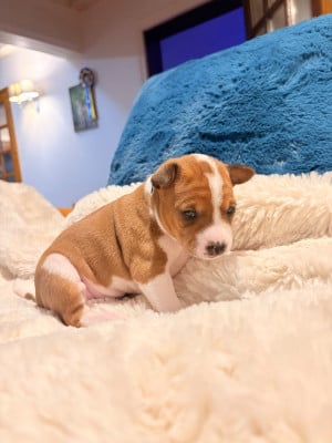 Les chiots de Basenji