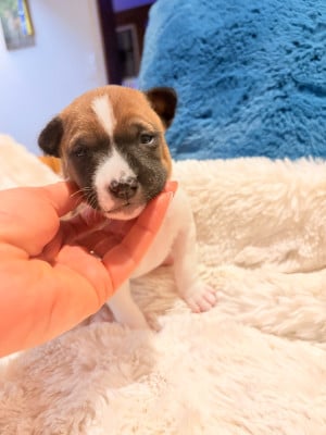 Les chiots de Basenji