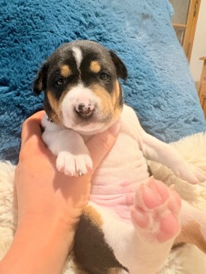 Les chiots de Basenji