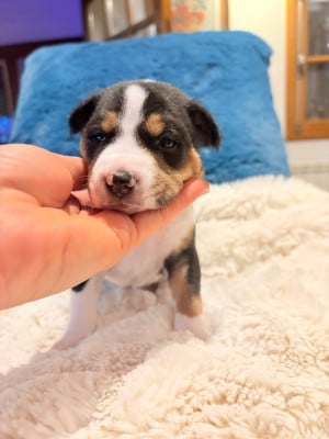 Les chiots de Basenji