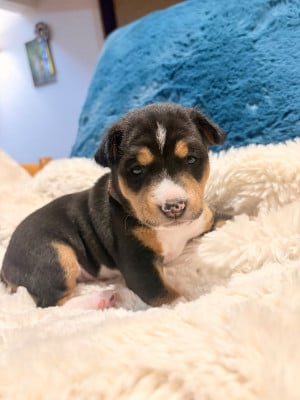 Les chiots de Basenji