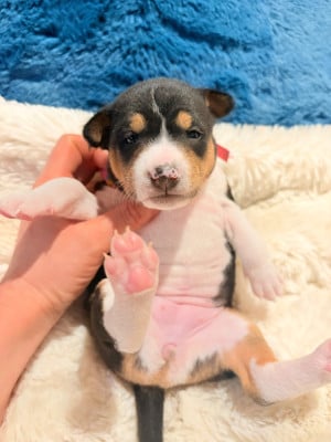 Les chiots de Basenji