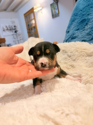 Les chiots de Basenji