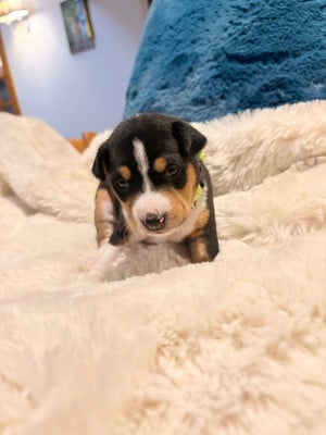 Les chiots de Basenji