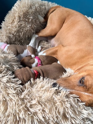 Les chiots de Basenji