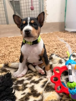 Les chiots de Basenji