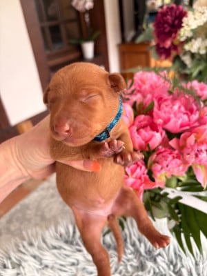 Les chiots de Cirneco dell-Etna