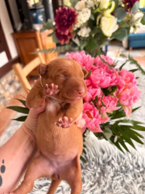Les chiots de Cirneco dell-Etna