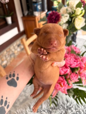 Les chiots de Cirneco dell-Etna