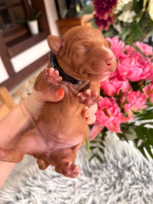 Les chiots de Cirneco dell-Etna