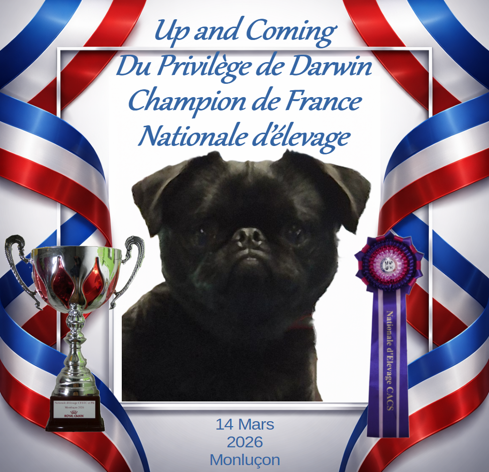 CH. Up-and-coming Du Privilège De Darwin