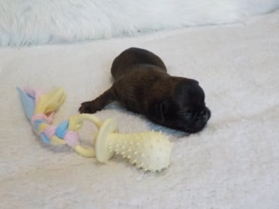 Chiot N°5 - Petit Brabançon