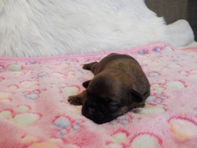 Chiot N°4 - Petit Brabançon