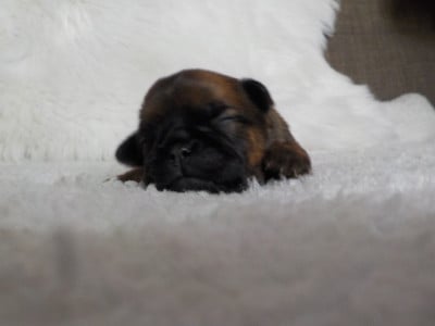 Chiot N°1 - Petit Brabançon